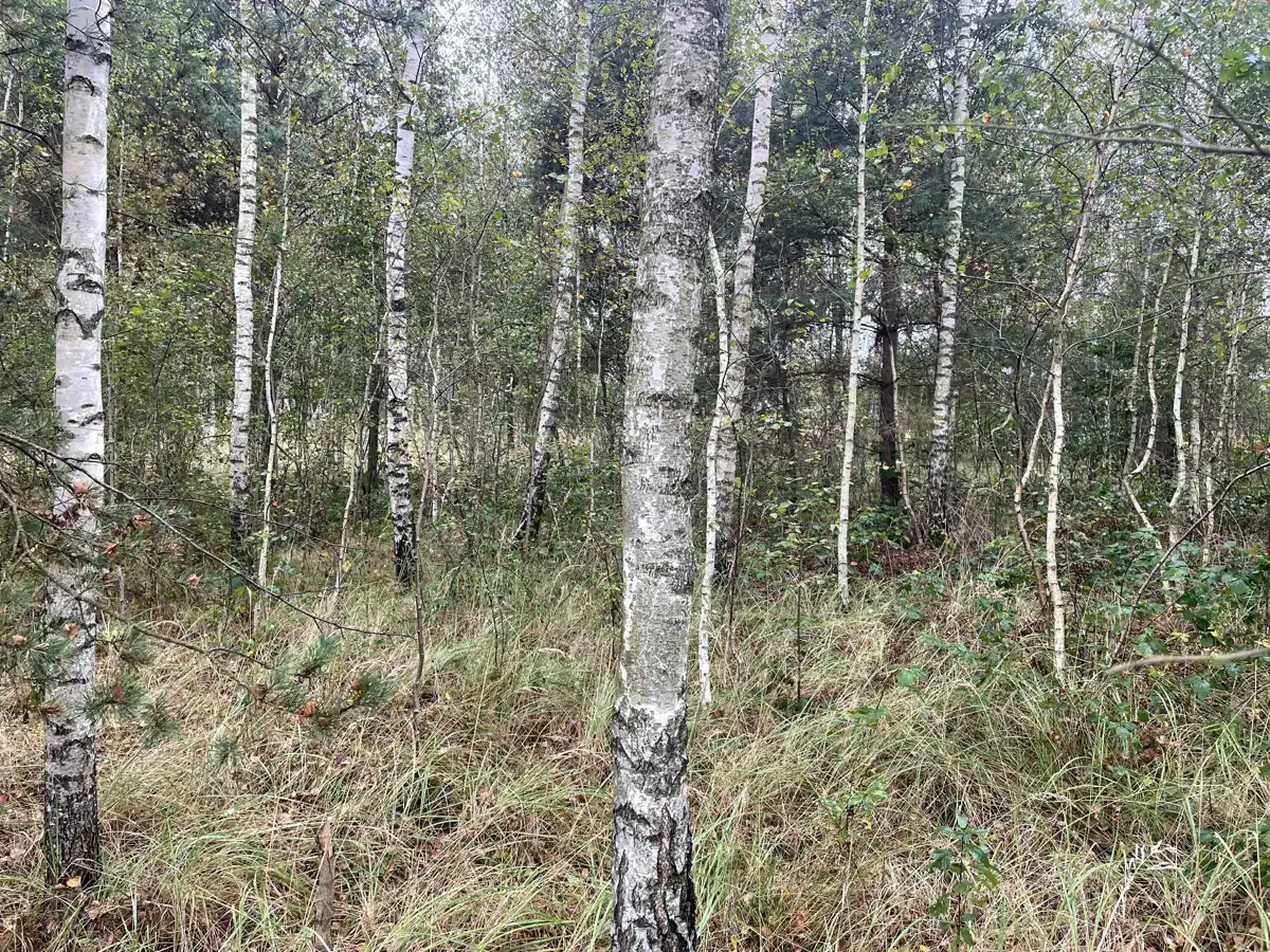 Grunty Wilków — zdjęcie 4