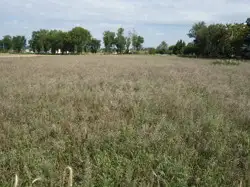 Grunty Płońsk — zdjęcie 1