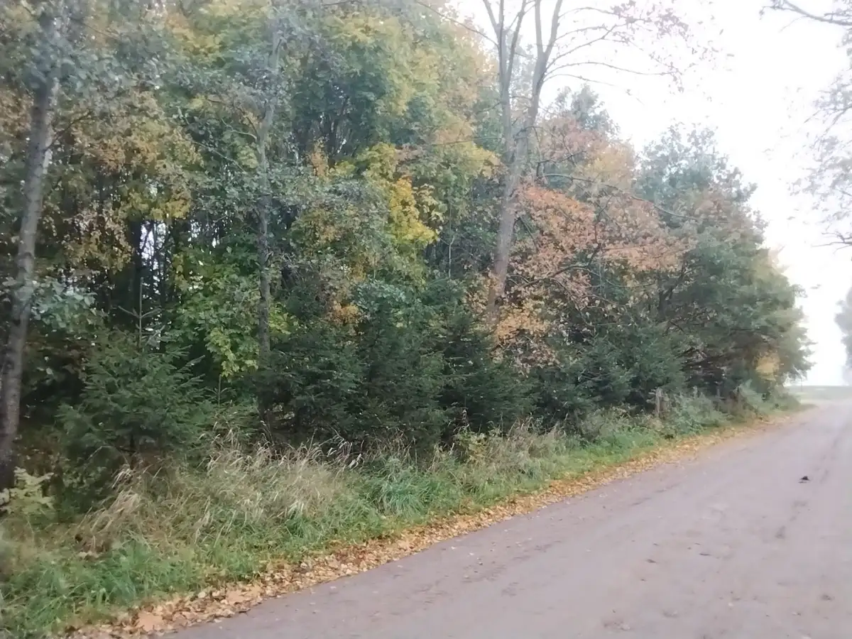 Zdjęcie 1