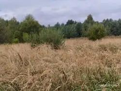 Grunty Dąbrowa Górnicza — zdjęcie 1