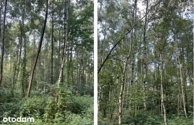 Grunty Wielopole Skrzyńskie — zdjęcie 3