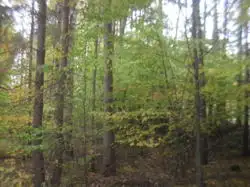 Zdjęcie 1
