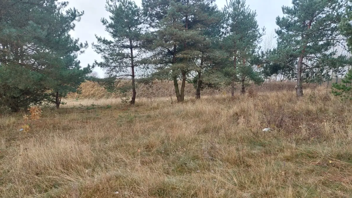 Zdjęcie 1