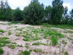 Grunty Bielsk Podlaski — zdjęcie 1