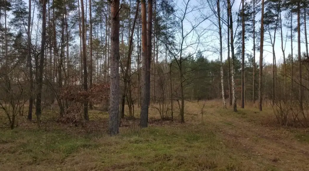 Zdjęcie 1
