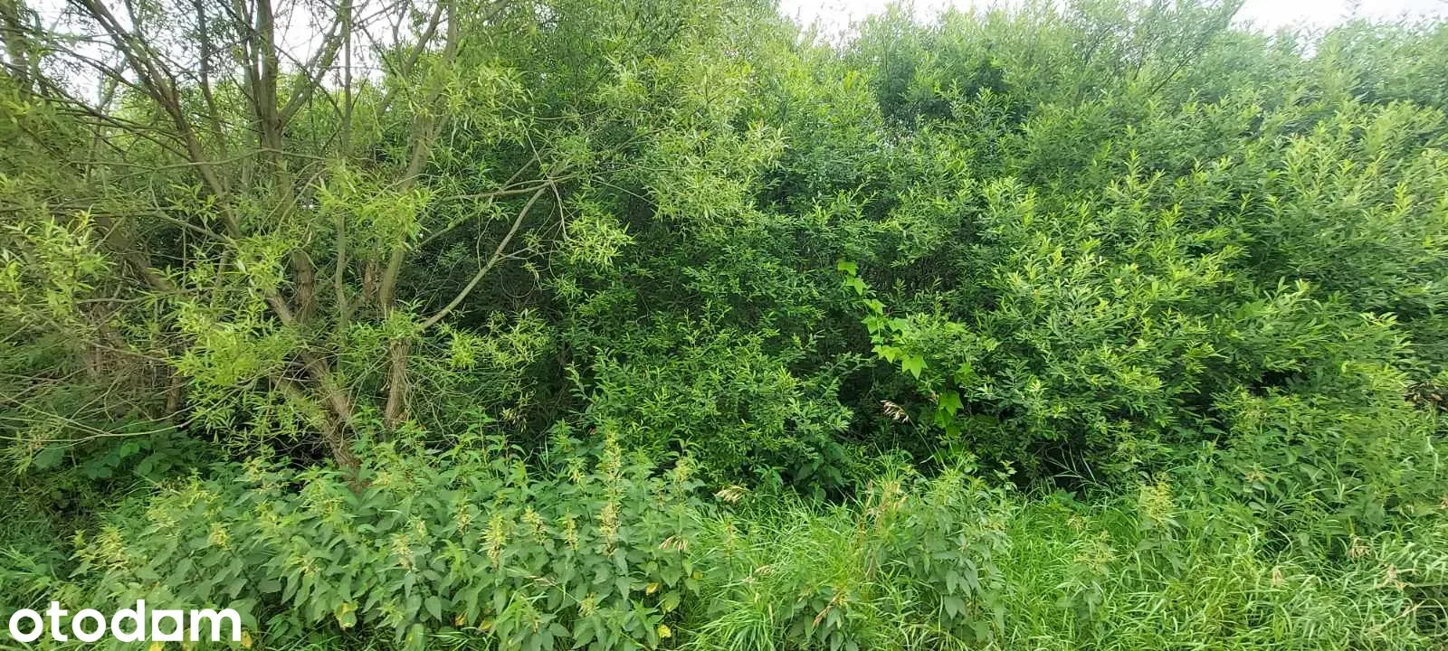 Grunty Ładzice — zdjęcie 5