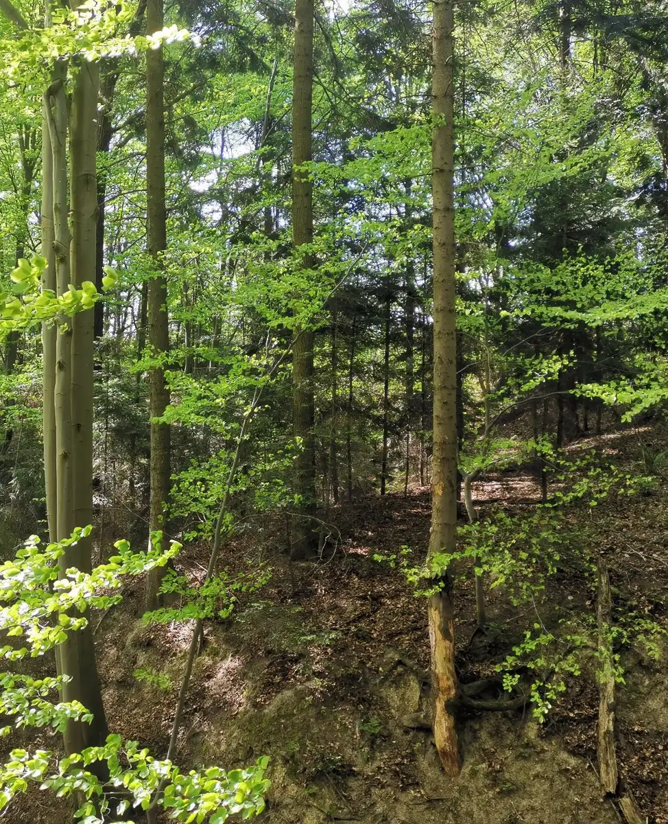 Grunty Gnojnica — zdjęcie 1