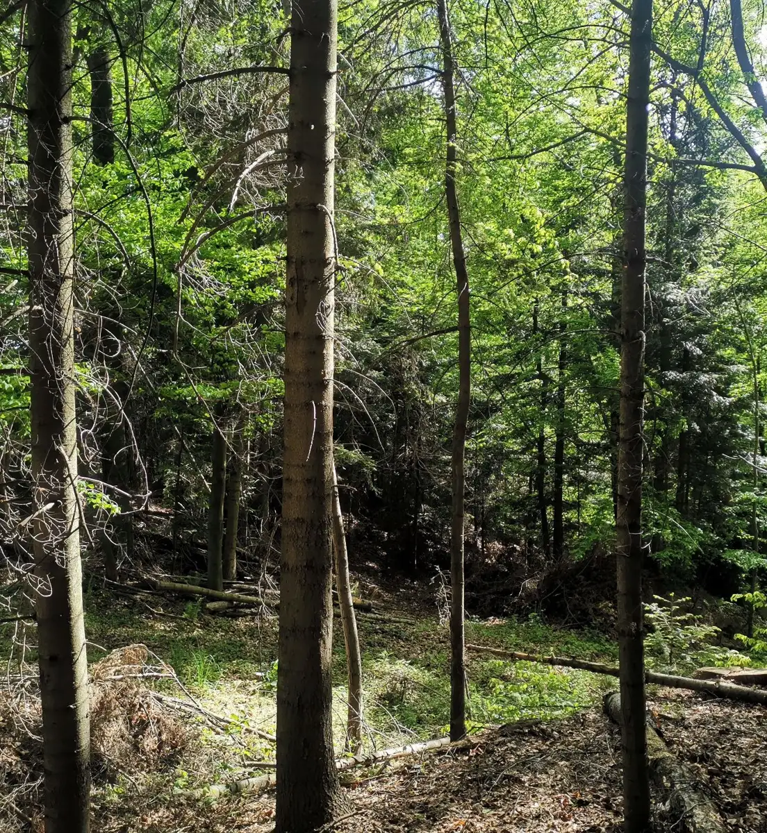 Grunty Gnojnica — zdjęcie 3