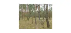 Grunty Kozienice — zdjęcie 1